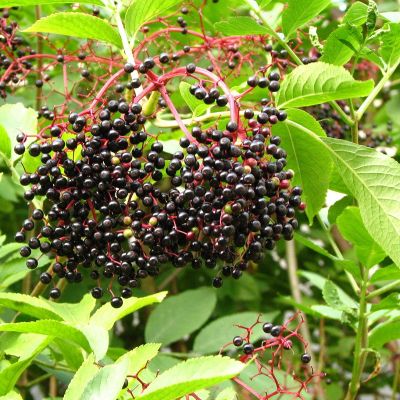 Sambucus nigra 25x