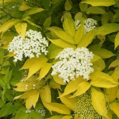 Sambucus nigra ‘Aurea’ 25x