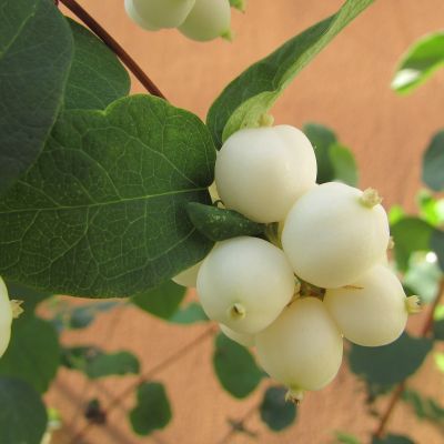 Symphoricarpos albus 25x