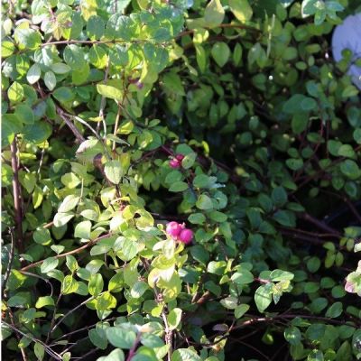 Symphoricarpos chen. 'Hancock' 25x