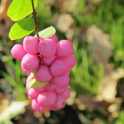 Symphoricarpos chenaultii 25x