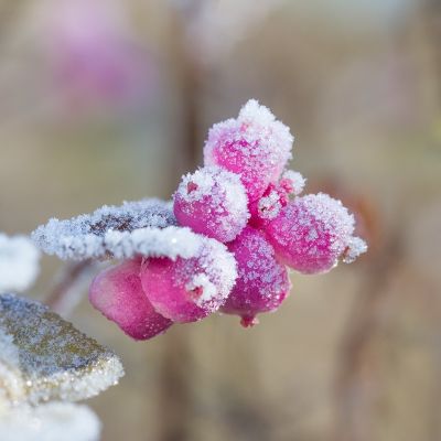 Symphoricarpos D. 'Mother of Pearl' 25x