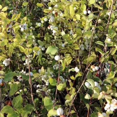 Symphoricarpos D. 'White Hedge' 25x