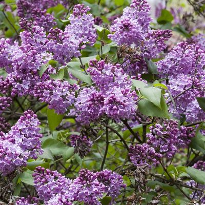 Syringa vulgaris 25x