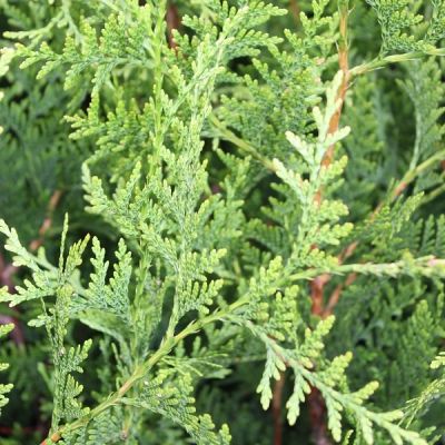 Thuja plicata 'Atrovirens'