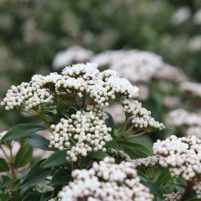 Viburnum tinus 'Eve Price'