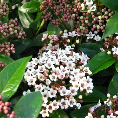 Viburnum tinus 'Eve Price'