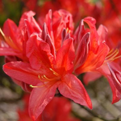 Azalea mollis 'Rood'