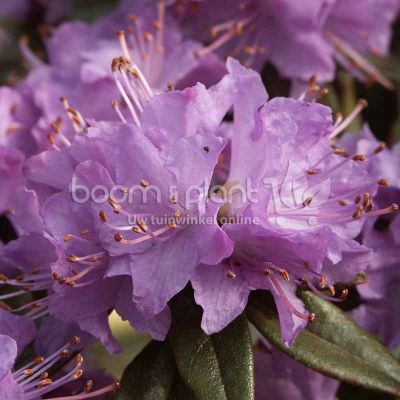 Rhododendron 'Gristede'