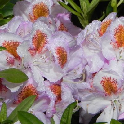 Rhododendron 'Mrs. TH Lowinsky'