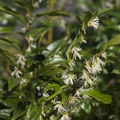 Sarcococca confusa