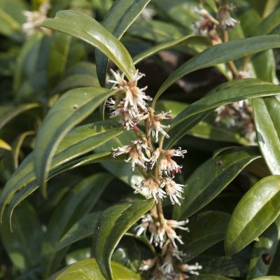 Sarcococca hookeriana