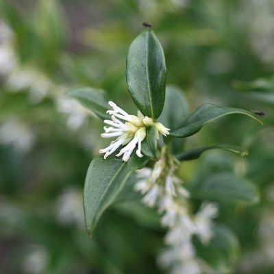 Sarcococca hookeriana humilis