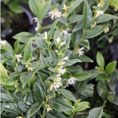 Sarcococca ruscifolia