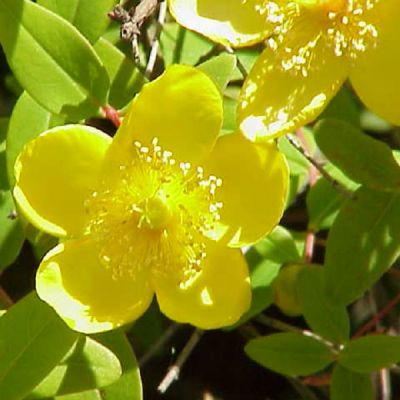 Hypericum moserianum