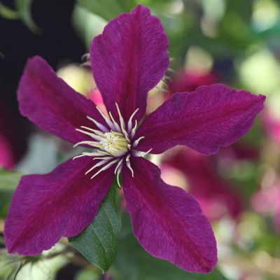 Clematis ‘Niobe'