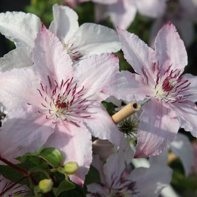 Clematis ‘Pink Fantasy' 