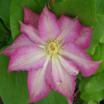 Clematis 'Asao'