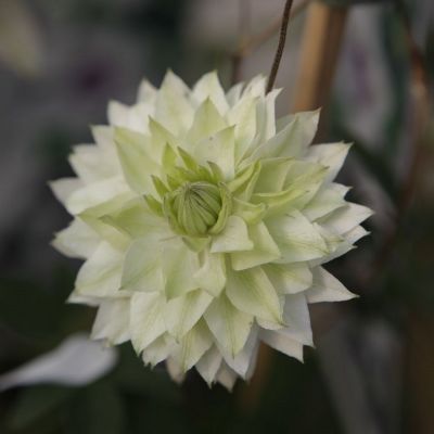 Clematis florida sieboldiana