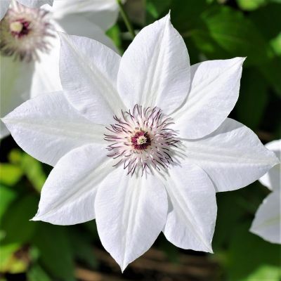 Clematis 'Henryi'