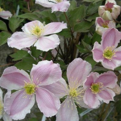 Clematis montana 'Giant Star'