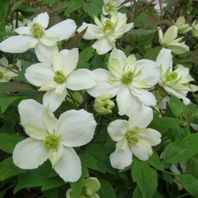 Clematis montana 'Morning Yellow'