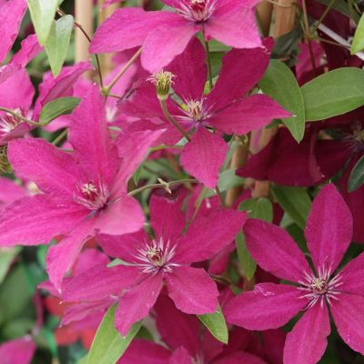 Clematis 'Rüütel'