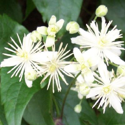 Clematis vitalba