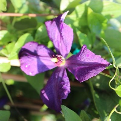 Clematis viticella 'Polish Spirit'