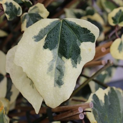 Hedera colchica ‘Dentata Variegata'