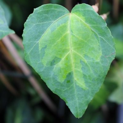 Hedera colchica ‘Sulphur Heart'