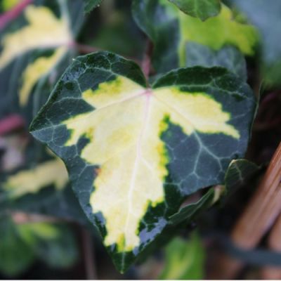 Hedera helix ‘Goldheart'