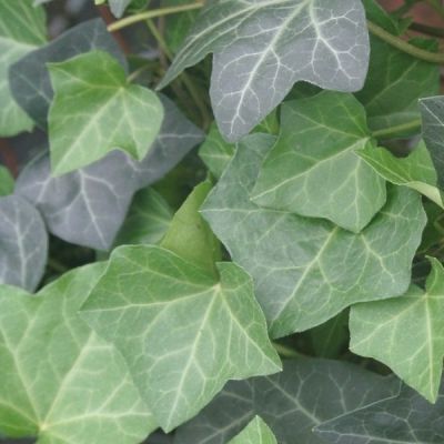 Hedera helix 'Woerner'