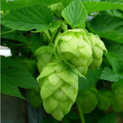 Humulus lupulus 'Nordbrau'