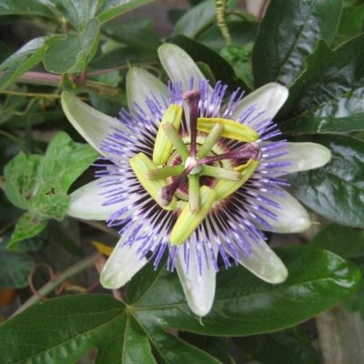 Passiflora caerulea