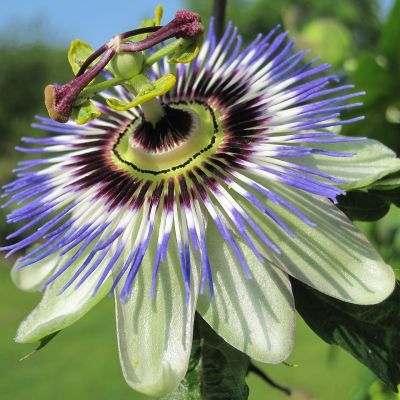 Passiflora 'Damsel's Delight'®