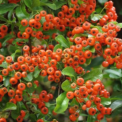 Pyracantha 'Orange Glow'