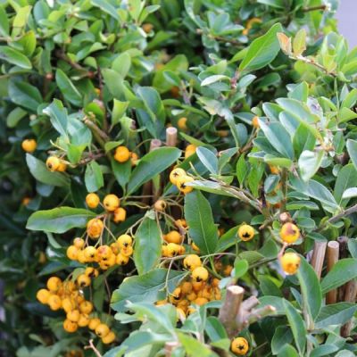 Pyracantha 'Soleil D'Or'