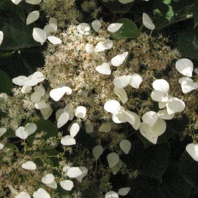 Schizophragma hydrangeoides 