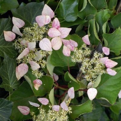 Schizophragma hydrangeoïdes 'Rose Sensation®'