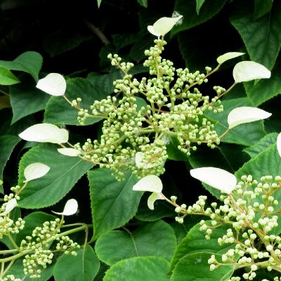 Schizophragma hydrangeoides 'Windmills'