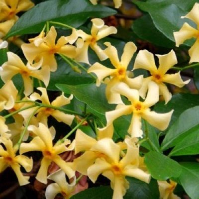 Trachelospermum jasminoïdes 'Star Of Toscane'