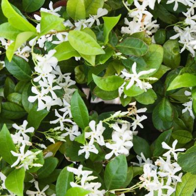 Trachelospermum jasminoïdes 'Star Of Venice'