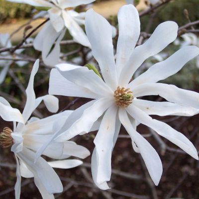 Magnolia stellata 