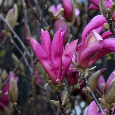 Magnolia 'Susan' 