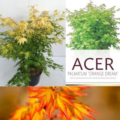 Acer palmatum 'Orange Dream'