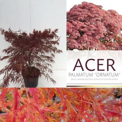 Acer palmatum 'Ornatum'