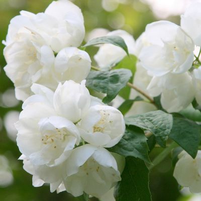 Philadelphus 'Virginal'