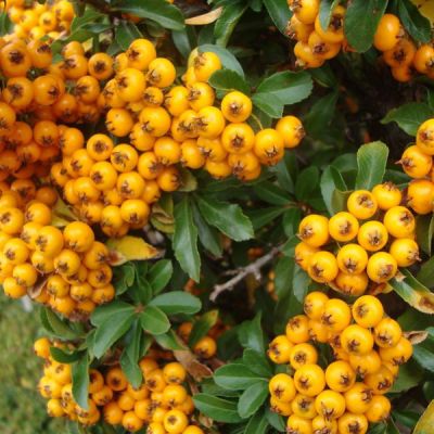 Pyracantha 'Teton'