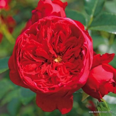 Rosa 'Florentina'® 